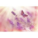 Ρόλερ με Ψηφιακή Εκτύπωση