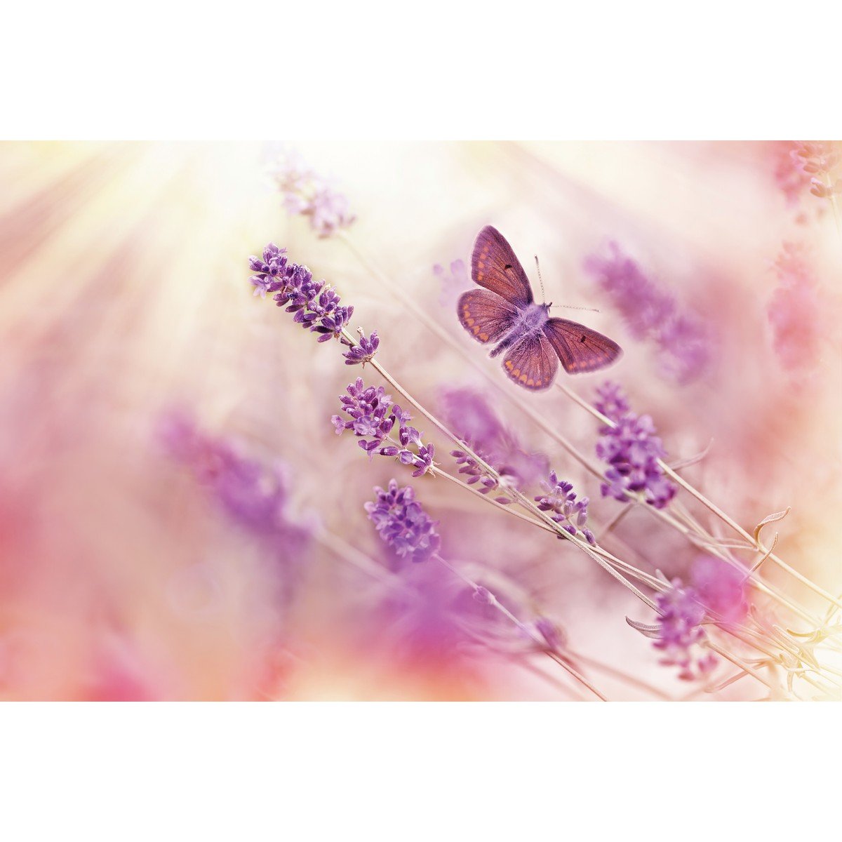 E181 Ρόλερ με Ψηφιακή Εκτύπωση - Image 1