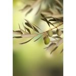 Ρόλερ Κουζίνας με Ψηφιακή Εκτύπωση