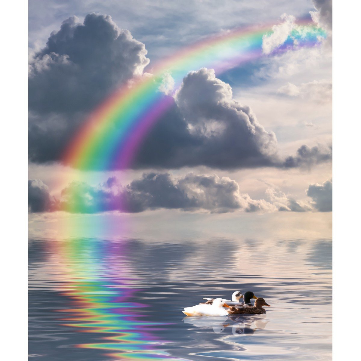 E385_141418774 Ρόλερ με Ψηφιακή Εκτύπωση - Image 1