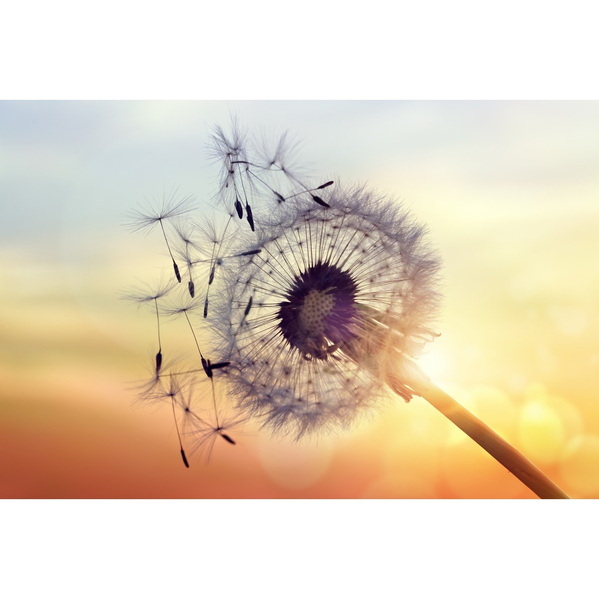 E386_424211698 Ρόλερ με Ψηφιακή Εκτύπωση - Image 1