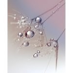 Ρόλερ με Ψηφιακή Εκτύπωση