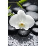 Ρόλερ με Ψηφιακή Εκτύπωση