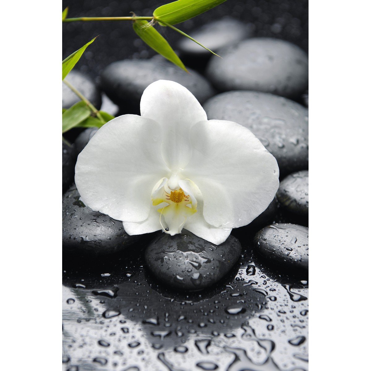 E399_83885938 Ρόλερ με Ψηφιακή Εκτύπωση - Image 1