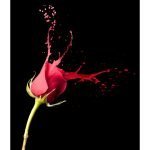 Ρόλερ με Ψηφιακή Εκτύπωση