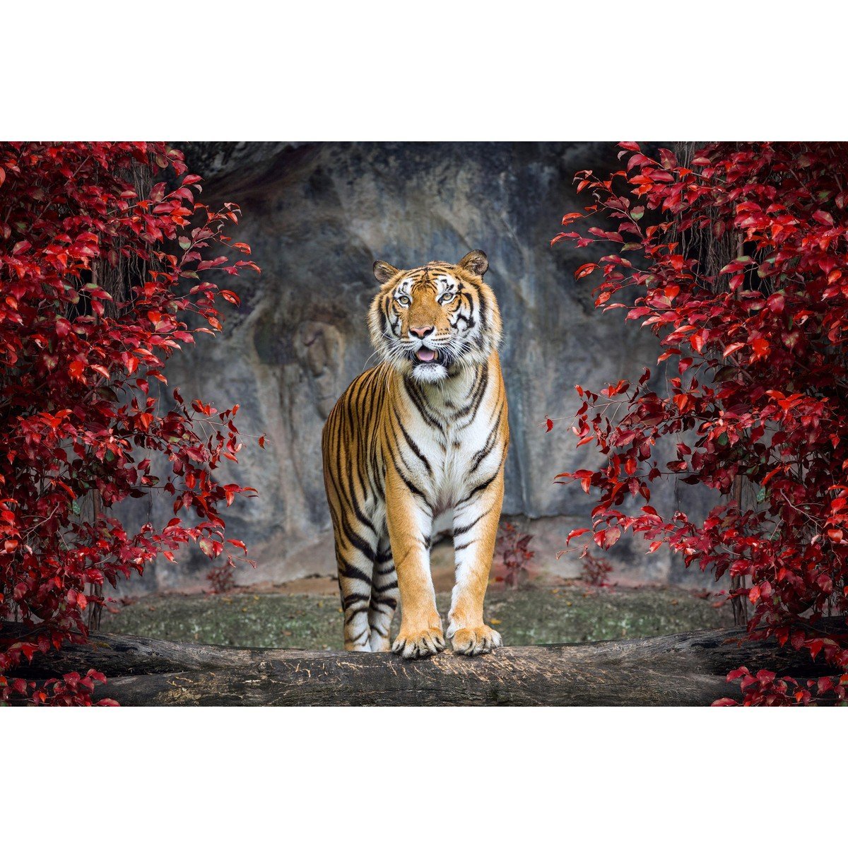 E406_380970799 Ρόλερ με Ψηφιακή Εκτύπωση - Image 1