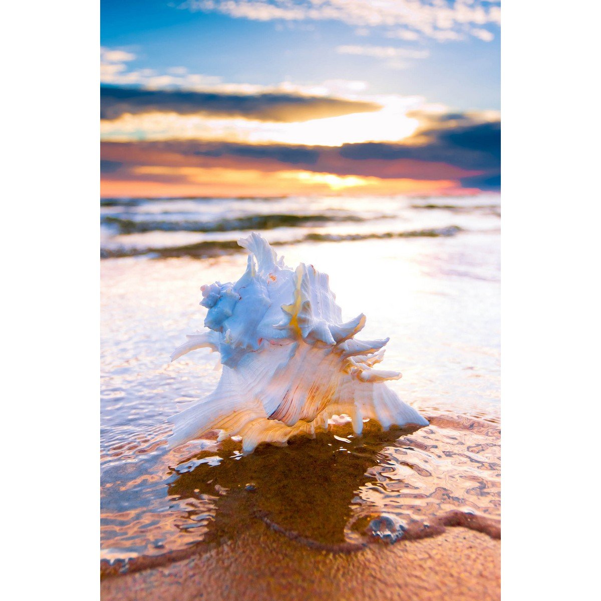 E413_71314075 Ρόλερ με Ψηφιακή Εκτύπωση - Image 1