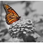 Ρόλερ με Ψηφιακή Εκτύπωση