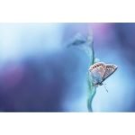 Ρόλερ με Ψηφιακή Εκτύπωση