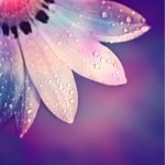 Ρόλερ με Ψηφιακή Εκτύπωση