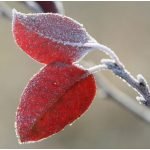 Ρόλερ με Ψηφιακή Εκτύπωση