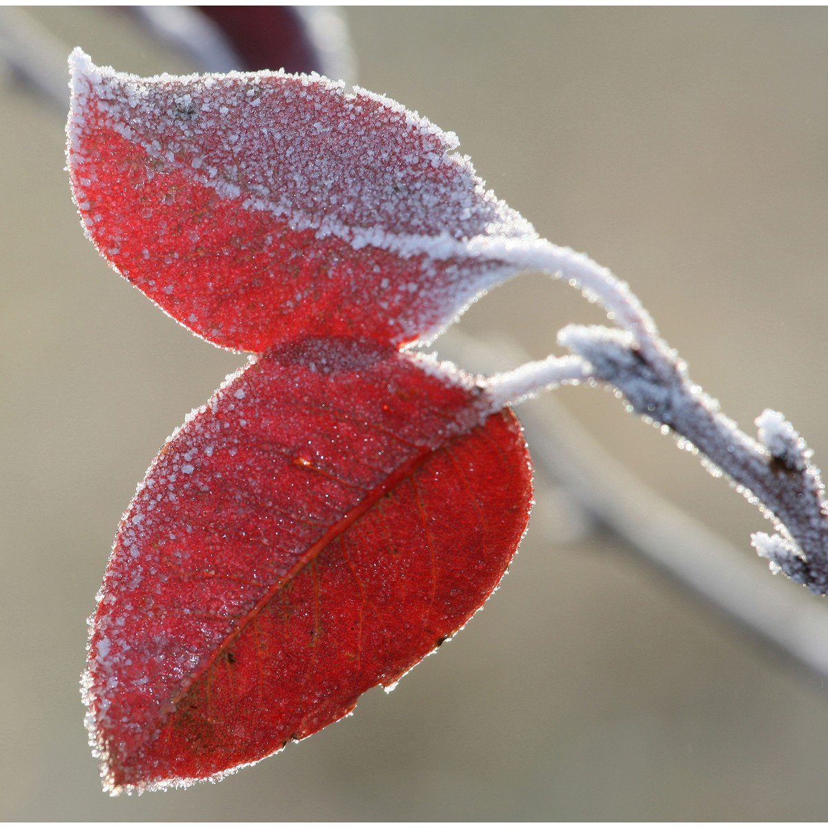 E421_64624246 Ρόλερ με Ψηφιακή Εκτύπωση - Image 1