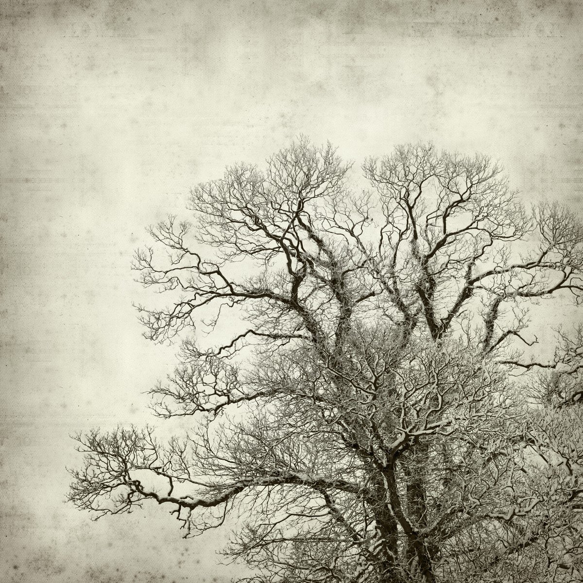 E433_67678645 Ρόλερ Vintage με Ψηφιακή Εκτύπωση - Image 1