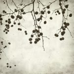 Ρόλερ Vintage με Ψηφιακή Εκτύπωση