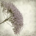 Ρόλερ Vintage με Ψηφιακή Εκτύπωση