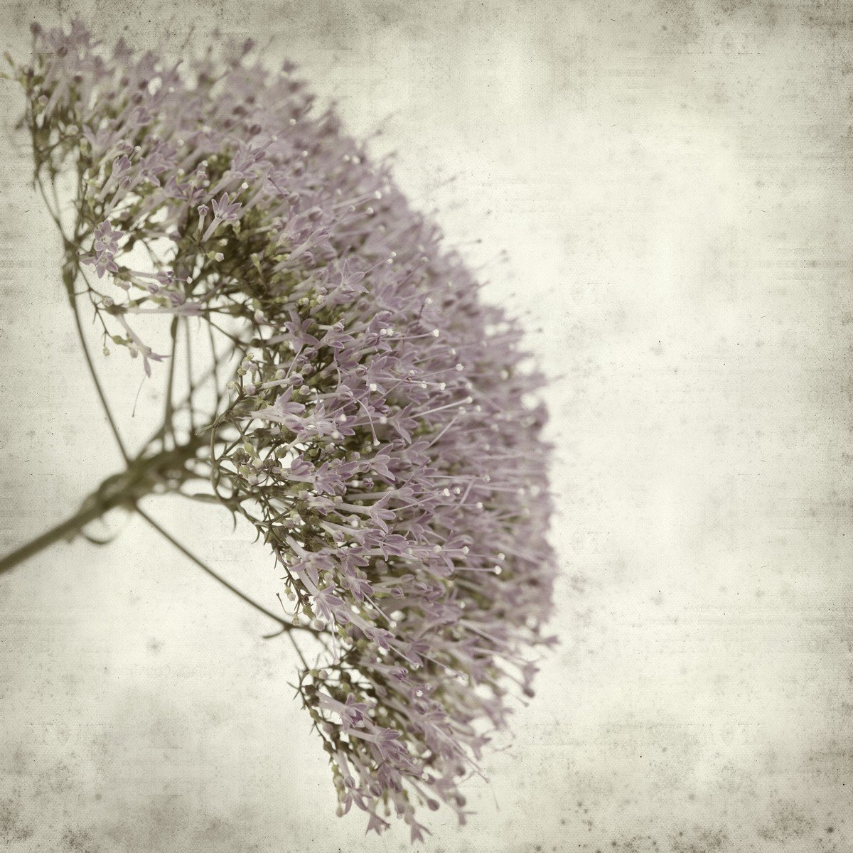 E448_450510460 Ρόλερ Vintage με Ψηφιακή Εκτύπωση - Image 1