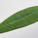 Χαλάκι Μπάνιου Abyss & Habidecor Feuille  65x185 εκ