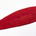 Χαλάκι Μπάνιου Abyss & Habidecor Feuille  65x185 εκ