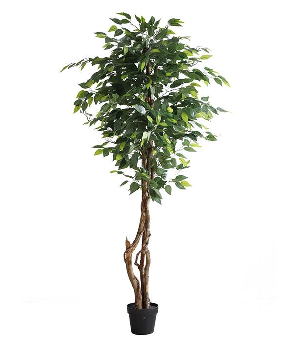 220c867ca4a24e7786998d18890e24be FICUS TREE NP5209_180 ΥΨΟΣ 180cm NewPlan - Image 1