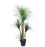DRACAENA NP_28_155 ΥΨΟΣ 155cm NewPlan