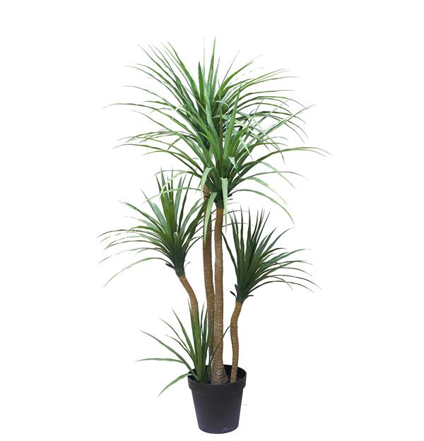 38ec40f9b09947b7976e54b4e772bfc3 DRACAENA NP_28_155 ΥΨΟΣ 155cm NewPlan - Image 1