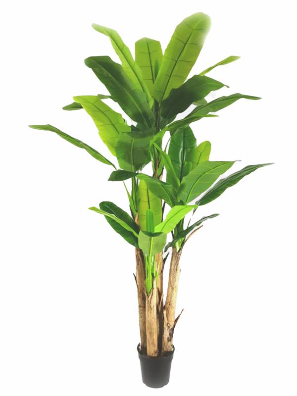4ced1b708d694468a243f773c67a7ca4 BANANA TREE NP018_280_22 ΥΨΟΣ 280cm NewPlan - Image 1
