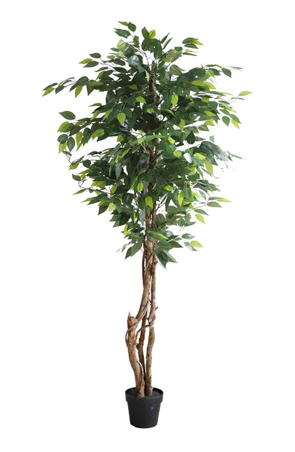 4cf112ad1fdc4849aebbb8a4b9eaa9c3 FICUS TREE NP5208_150 ΥΨΟΣ 150cm NewPlan - Image 1