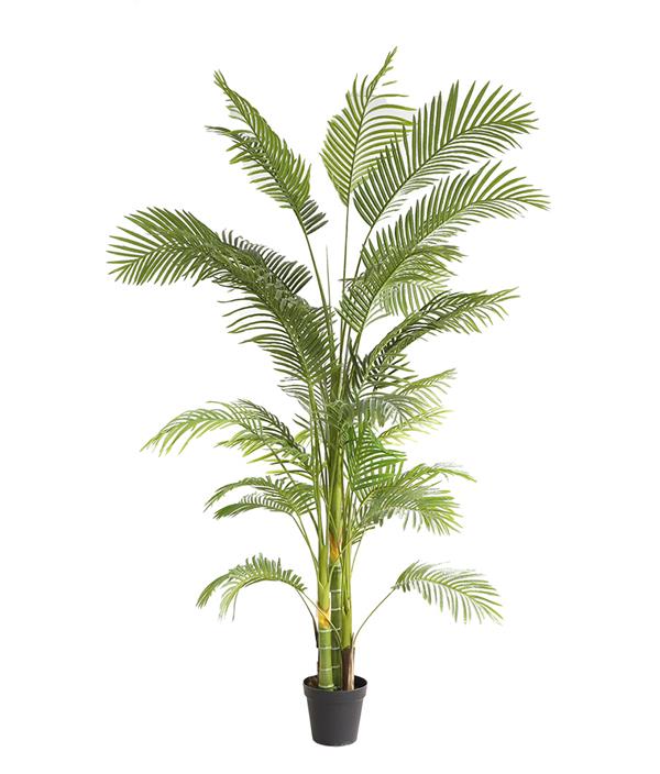 4da2cfc4e8b540edb54e79a284a30670 PALM TREE NP5500_240_22 ΥΨΟΣ 240cm NewPlan - Image 1