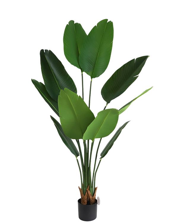 55389c50ca224024a2aa7391d7ce9a85 BIRD OF PARADISE NP717_160 ΥΨΟΣ 160cm NewPlan - Image 1