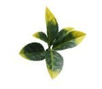 ΠΑΝΕΛ ΦΥΛΛΩΣΙΑΣ BERLIN 50 Χ 50 A017 PHOTINIA NewPlan - Image 2