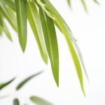 BAMBOO NP0075_180 ΥΨΟΣ 180cm NewPlan - Image 2