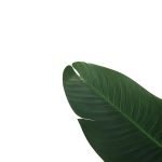 BANANA TREE NP1410_120 ΥΨΟΣ 120cm NewPlan - Image 2