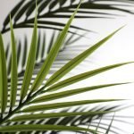 PALM TREE NP160_210_UV ΥΨΟΣ 210cm NewPlan - Image 2