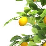 LEMON TREE NP_30_170 ΥΨΟΣ 170cm NewPlan - Image 2