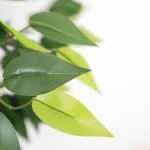 FICUS TREE NP5208_150 ΥΨΟΣ 150cm NewPlan - Image 2