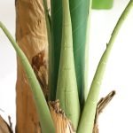 BANANA TREE NP708_220 ΥΨΟΣ 220cm NewPlan - Image 2