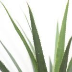 AGAVE TREE NP802_160 ΥΨΟΣ 160cm NewPlan - Image 2