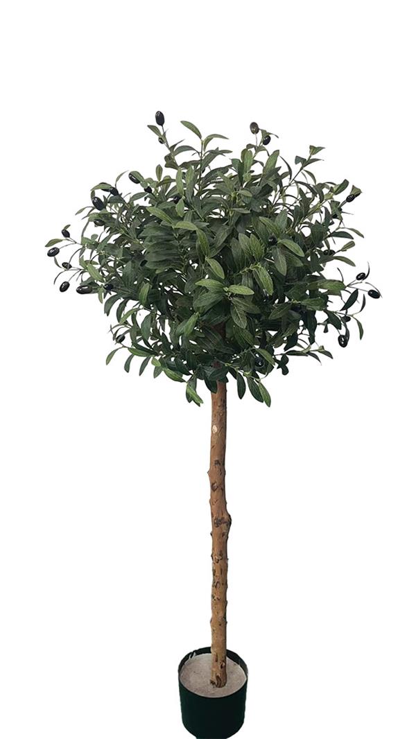 a50c733491b44743916d9c485bed7c6c OLIVE TREE NP5807_150_22_UV ΥΨΟΣ 150cm NewPlan - Image 1