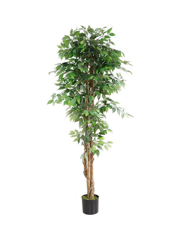 f9c8ebd2a3e647f3a0236295af442cc4 FICUS TREE NP0081_210 ΥΨΟΣ 210cm NewPlan - Image 1
