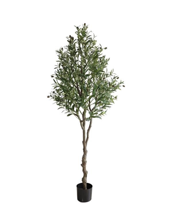 fd210172cc664d89840a27c2bf97d1af OLIVE TREE NP410_180 ΥΨΟΣ 180cm NewPlan - Image 1