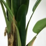 BANANA TREE NP702_145 ΥΨΟΣ 145cm NewPlan - Image 4