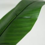 BANANA TREE NP702_145 ΥΨΟΣ 145cm NewPlan - Image 3