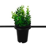 GLOBOSTAR® FLOWERPOT 10001209 Μοντέρνο Κρεμαστό Φωτιστικό Οροφής με Ντουί 1 x E27 AC 220-240V IP20 - Μαύρο & Πράσινο - Μ34 x Π34 x Y34cm - Image 7