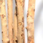 DRACAENA  NP_325_180  ΥΨΟΣ 180cm NewPlan - Image 3