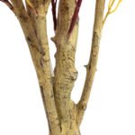 BOUGAINVILLEA  NP0422_170  ΥΨΟΣ 170cm NewPlan - Image 3