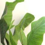 BANANA TREE NP707_240  ΥΨΟΣ 240cm NewPlan - Image 2