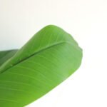 BANANA TREE NP708_220  ΥΨΟΣ 220cm NewPlan - Image 2