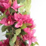 BOUGAINVILLEA  NP_34_160  ΥΨΟΣ 160cm NewPlan - Image 4